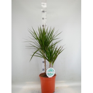 Dracaena marg.