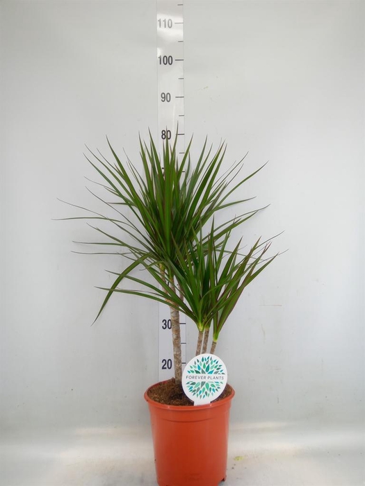 <h4>Dracaena marg.</h4>