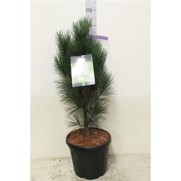 <h4>Pinus nigra 'Pyramidalis' P32 potgekweekt</h4>