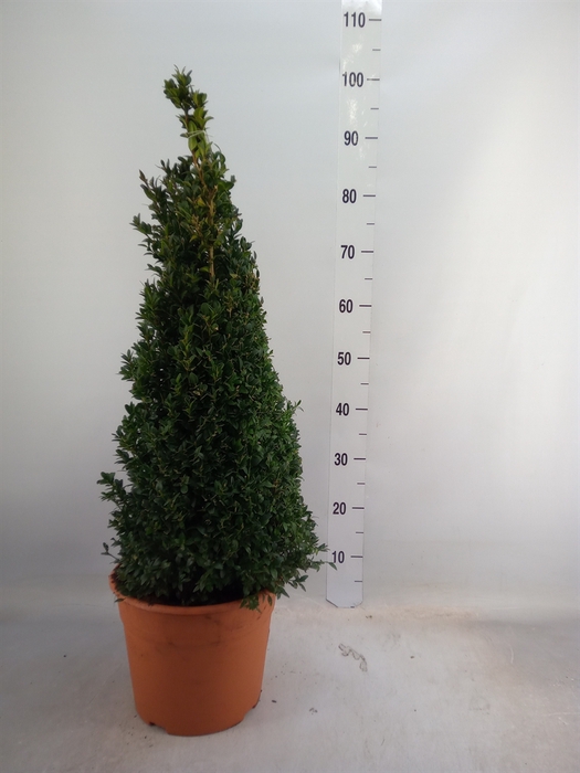 <h4>Buxus semp.   ...</h4>