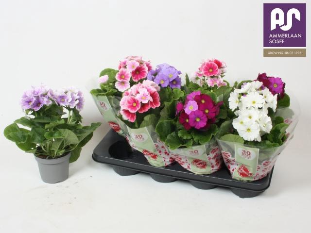 <h4>PRIM OB TM GEM</h4>