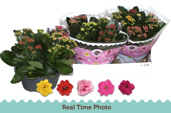 <h4>KAL GE GEM I POT</h4>