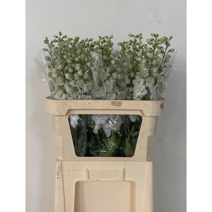 DELPH DU DEWI IMP WH