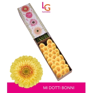 Germini Pomponi Dotti Bonni Doos