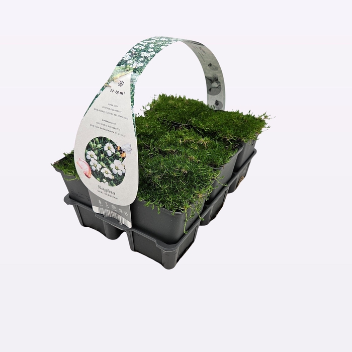 <h4>Sagina subulata 'Supreme'</h4>