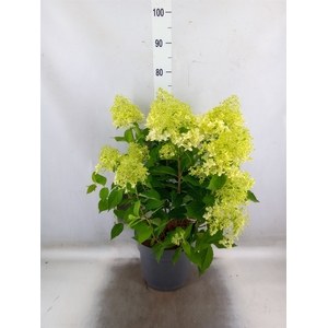 Hydrangea pan.