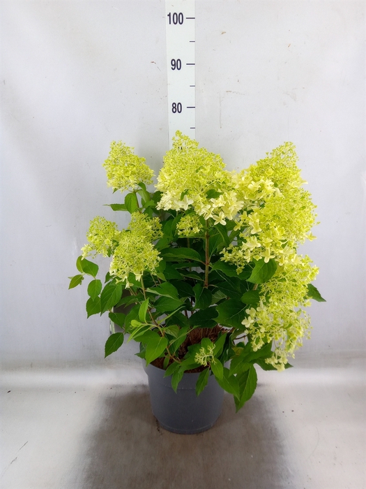 <h4>Hydrangea pan.</h4>