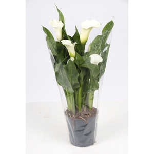Zantedeschia white P&PURE Collection