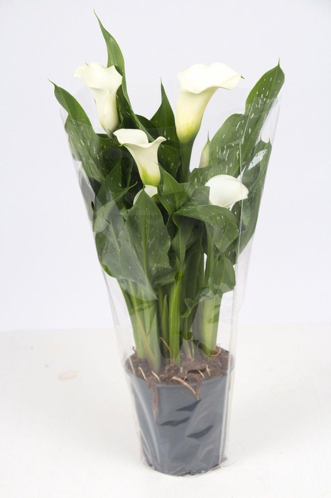 <h4>Zantedeschia white P&PURE Collection</h4>