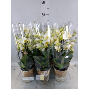 Phalaenopsis multi. 'Ant Lausanne'