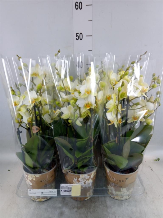 <h4>Phalaenopsis multi. 'Ant Lausanne'</h4>