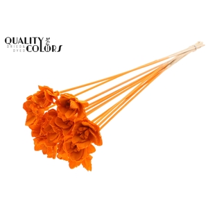 Shola Queen Flower on stem Orange