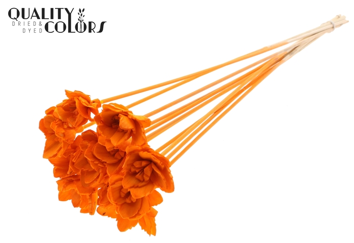 Shola Queen Flower on stem Orange