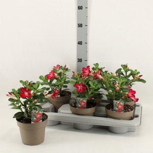 Adenium obesum 'Anouk'