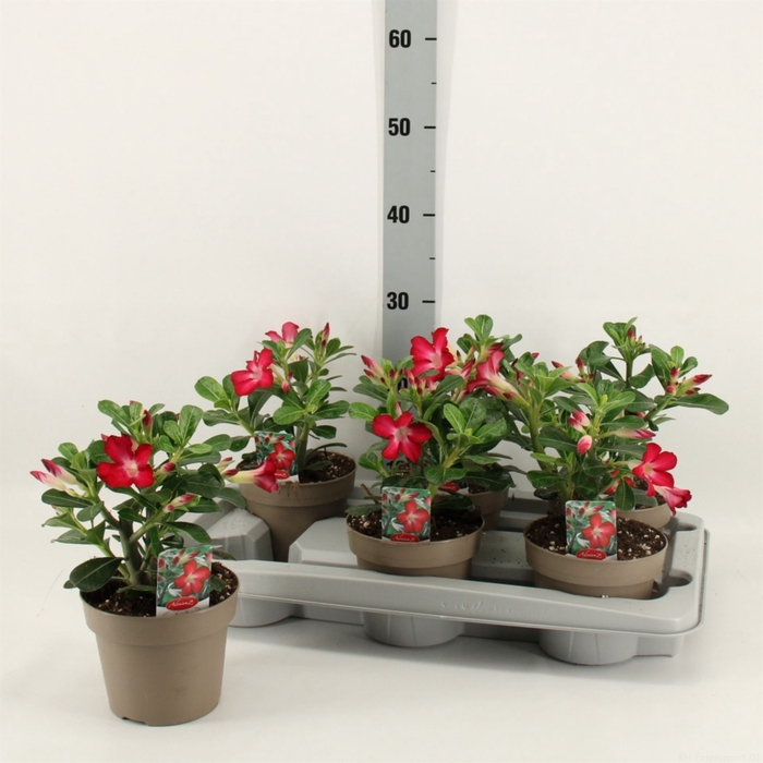 <h4>Adenium obesum 'Anouk'</h4>