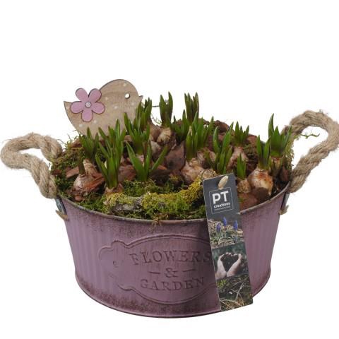 <h4>PTMB6163 Arrangement Muscari Blue in zink schaal</h4>