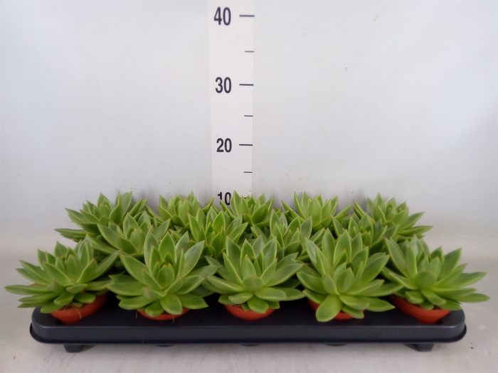 <h4>Echeveria  'Miranda'</h4>