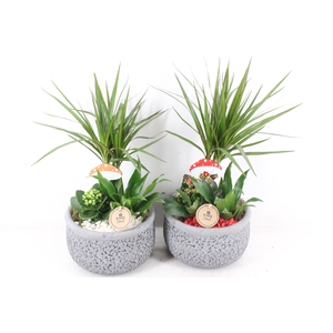 arr2 PL - Ker. bolpot streep Dracena x2