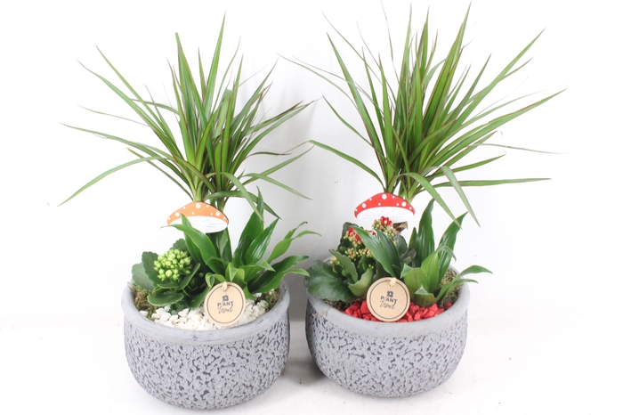 <h4>arr2 PL - Ker. bolpot streep Dracena x2</h4>