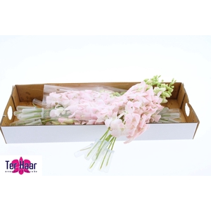 DENDROBIUM OV DENDR OV