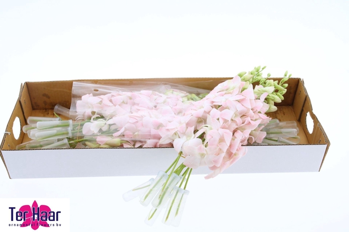 <h4>DENDROBIUM OV DENDR OV</h4>