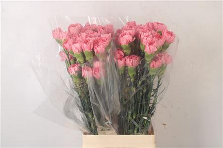 <h4>Di St Dollar</h4>