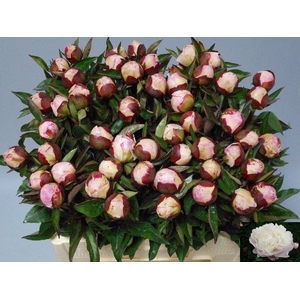 PAEO L GARDENIA