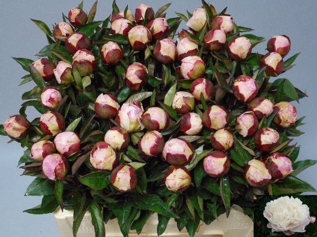 <h4>PAEO L GARDENIA</h4>