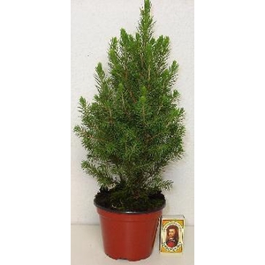 PICEA GLAUCA p11