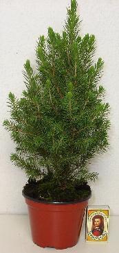 <h4>PICEA GLAUCA p11</h4>