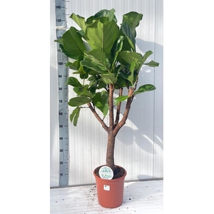 FICUS LYRATA