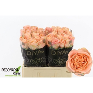 ROSA GR 'CHARMING REEVA'
