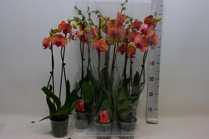 <h4>PHAL OV ORANJE</h4>