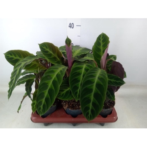 Calathea warscewiczii