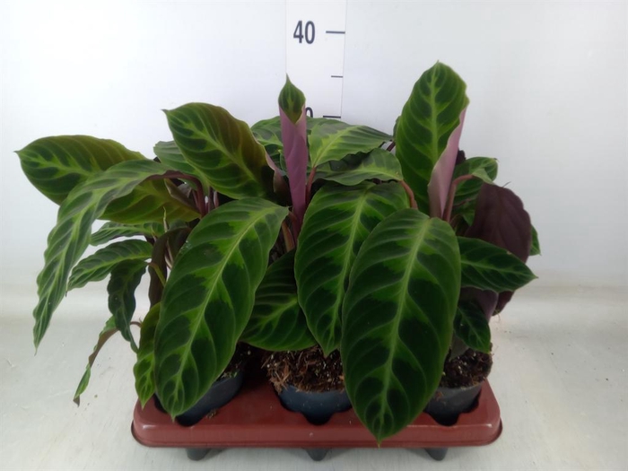 <h4>Calathea warscewiczii</h4>
