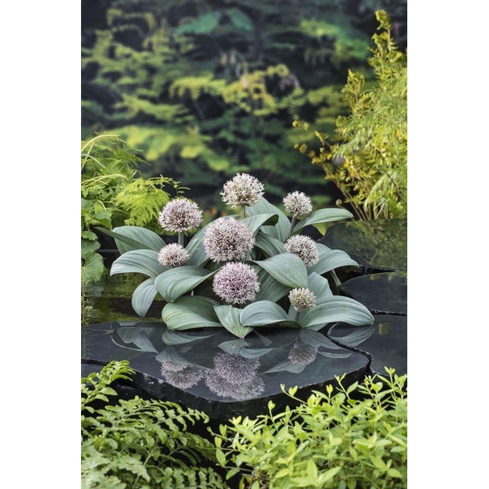 <h4>Allium karataviese</h4>