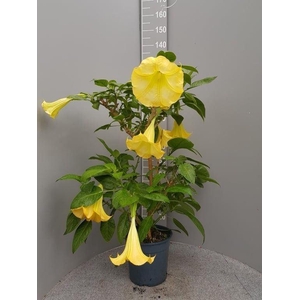Brugmansia   ...