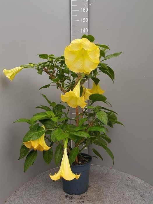 <h4>Brugmansia   ...</h4>