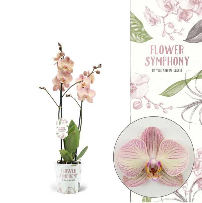 <h4>Flower Symphony | Varese | Phalaenopsis 2 spike</h4>