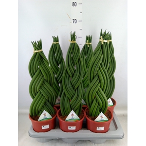 Sansevieria cyl.  ...