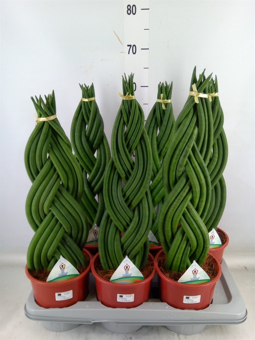 <h4>Sansevieria cyl.  ...</h4>