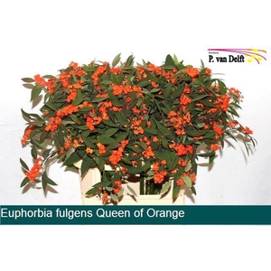 EUPH ORANGE