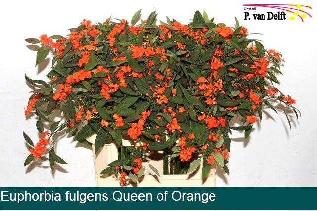 EUPH ORANGE