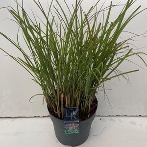 Graminées Miscanthus 'Ferner Osten'