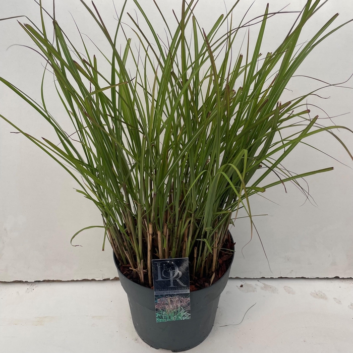<h4>Graminées Miscanthus 'Ferner Osten'</h4>