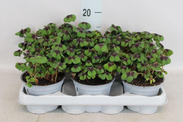 <h4>Oxalis deppei</h4>