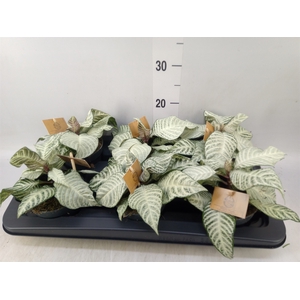 Aphelandra squar. 'White Wash'  NB