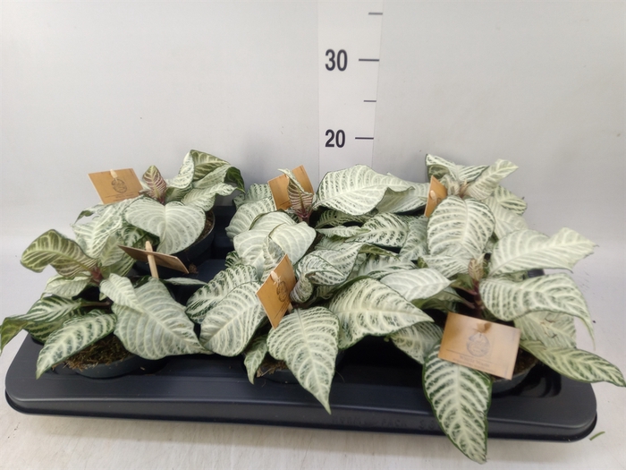 <h4>Aphelandra squar. 'White Wash'  NB</h4>