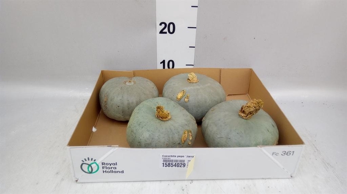 <h4>CUCURBITA PEPO 'JARRAHDALE'</h4>