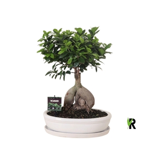 Ficus microcarpa 'Ginseng'